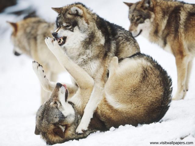 Animals_594