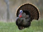 Animals_610