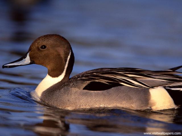 Animals_612