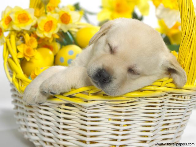 dog_482