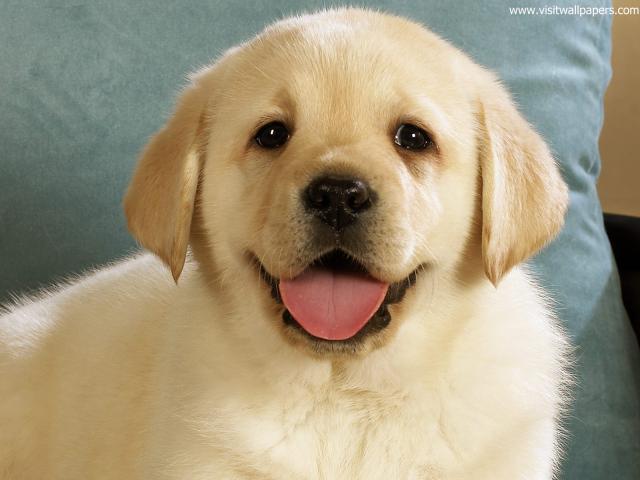 dog_483