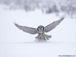 Birds_251