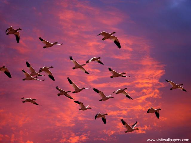 Birds_253