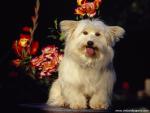 Mixed_Breed_Terrier_02