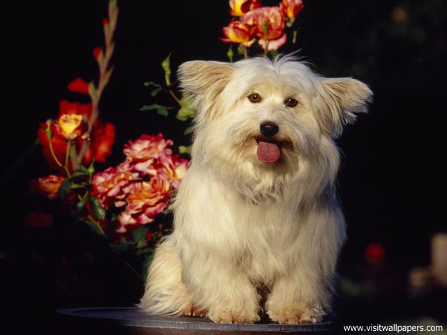 Mixed_Breed_Terrier_02
