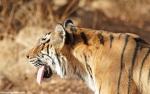 Tiger_74