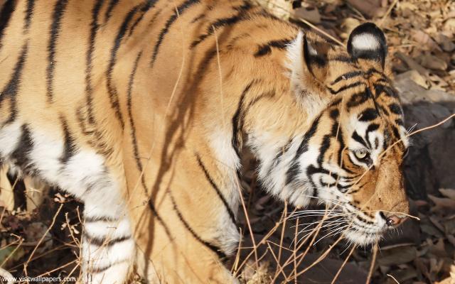 Tiger_75
