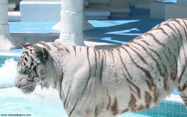 Tiger_85