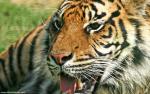 Tiger_97