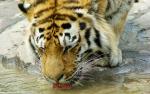 Tiger_102
