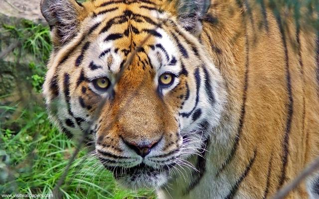 Tiger_105