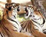 Tiger_114