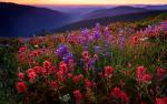 Nature_277
