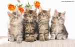 cat_287