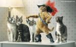 cat_289