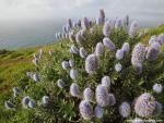 Flower_044