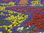 Flower_058