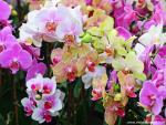 Colorful_Orchids_2
