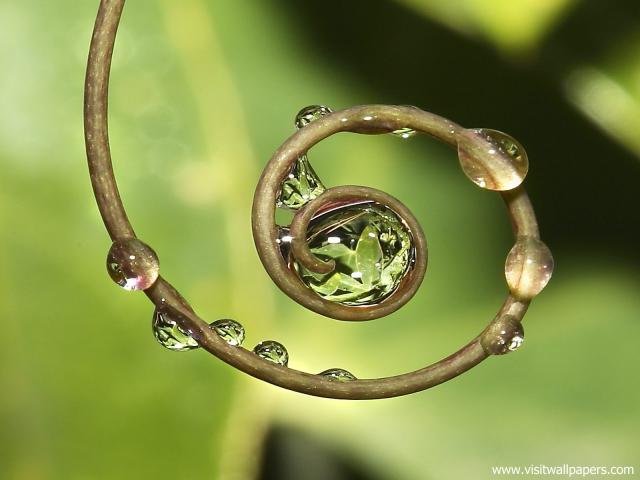 Circle_of_Life