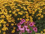 Flower_067