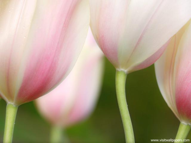 Painterly_Tulips