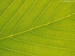 Veins_of_a_Leaf_02