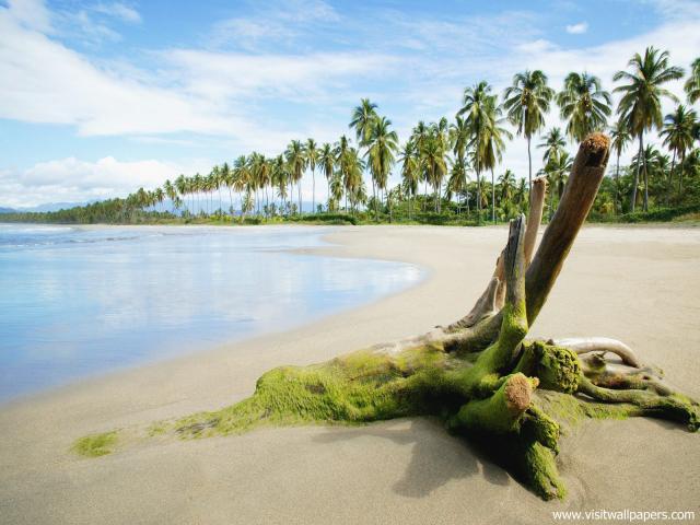 Tropical_Shore_and_Palms