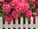 Garden_053