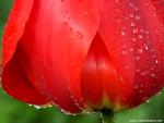 Flower_102