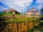 Austrian_Vineyard