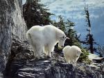 Animals_639