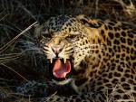 Leopard_31