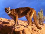 Mountain_Lion_Montana_03