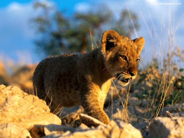 African_Lion_Cub4