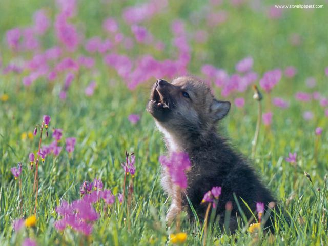 Animals_661