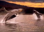 ocean-life-564