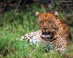 Leopard_32