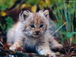 Lynx_Cub_02