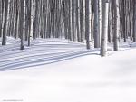 tree_246