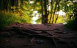 Image_0179