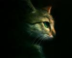 cat_292