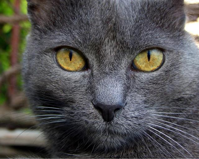 cat_293
