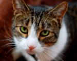 cat_295