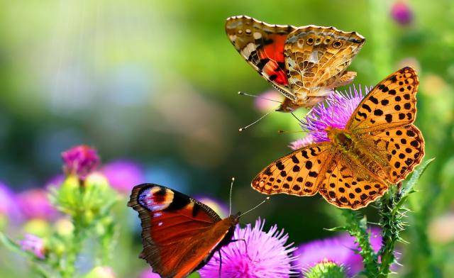 Image_0466