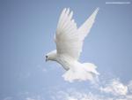 Image_0573