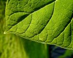 green_038