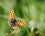 Butterfly_07