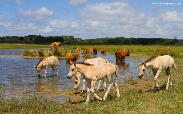 Animals_673