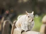 squirrel_3