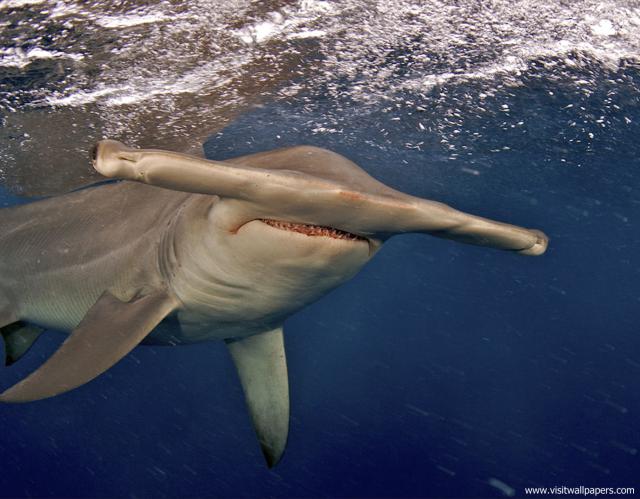 ocean-life-588